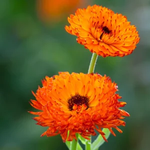 Neon Calendula Seeds - Bright Orange Yellow Double Blooms - 50 Seed Pack - Image 2