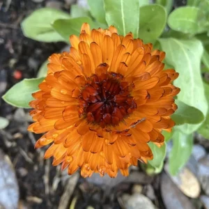 Neon Calendula Seeds - Bright Orange Yellow Double Blooms - 50 Seed Pack - Image 3