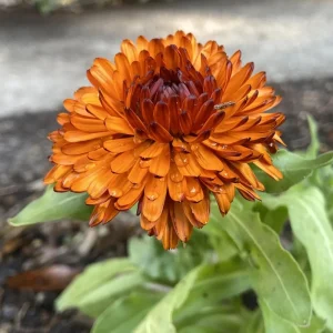 Neon Calendula Seeds - Bright Orange Yellow Double Blooms - 50 Seed Pack - Image 4