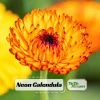 Neon Calendula Seeds - Bright Orange Yellow Double Blooms - 50 Seed Pack - Image 1
