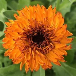 Neon Calendula Seeds - Bright Orange Yellow Double Blooms - 50 Seed Pack - Image 5