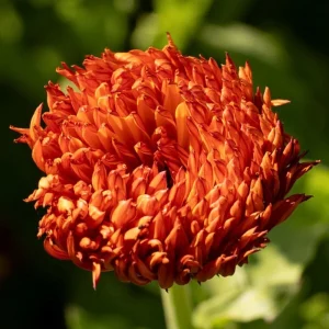 Neon Calendula Seeds - Bright Orange Yellow Double Blooms - 50 Seed Pack - Image 6