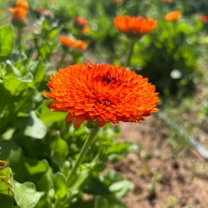 Neon Calendula Seeds - Bright Orange Yellow Double Blooms - 50 Seed Pack - Image 7