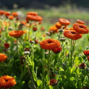 Neon Calendula Seeds - Bright Orange Yellow Double Blooms - 50 Seed Pack - Image 8