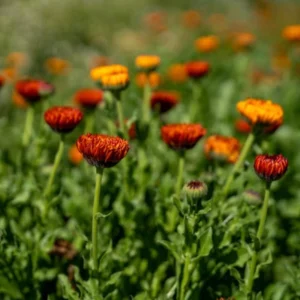 Neon Calendula Seeds - Bright Orange Yellow Double Blooms - 50 Seed Pack - Image 9
