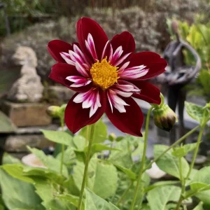 Night Butterfly Dahlia Seeds - 40+ Count - Open Pollinated Heirloom Flower Seeds - Image 10