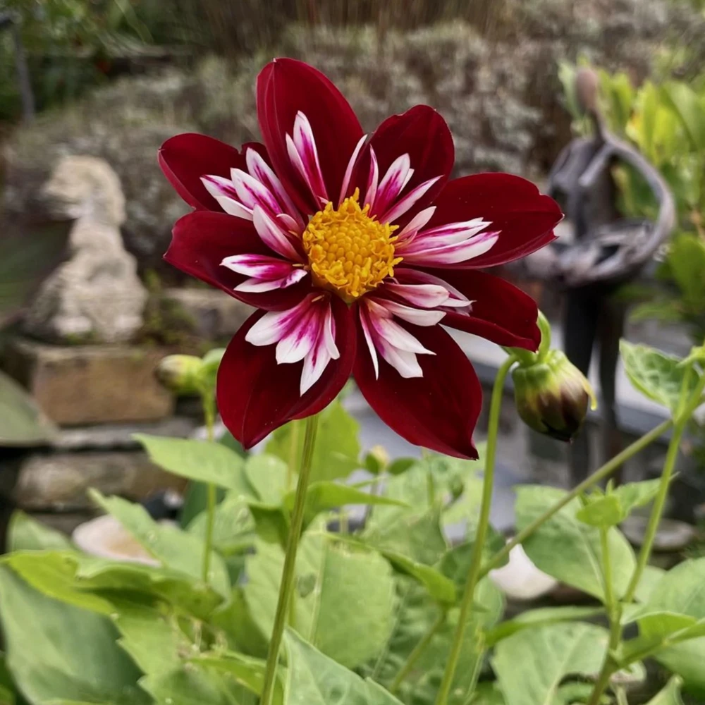 Night Butterfly Dahlia Seeds - 40+ Count - Open Pollinated Heirloom Flower Seeds - Image 10