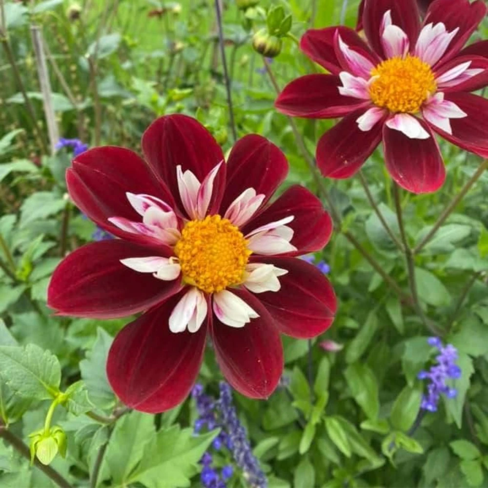 Night Butterfly Dahlia Seeds - 40+ Count - Open Pollinated Heirloom Flower Seeds - Image 11