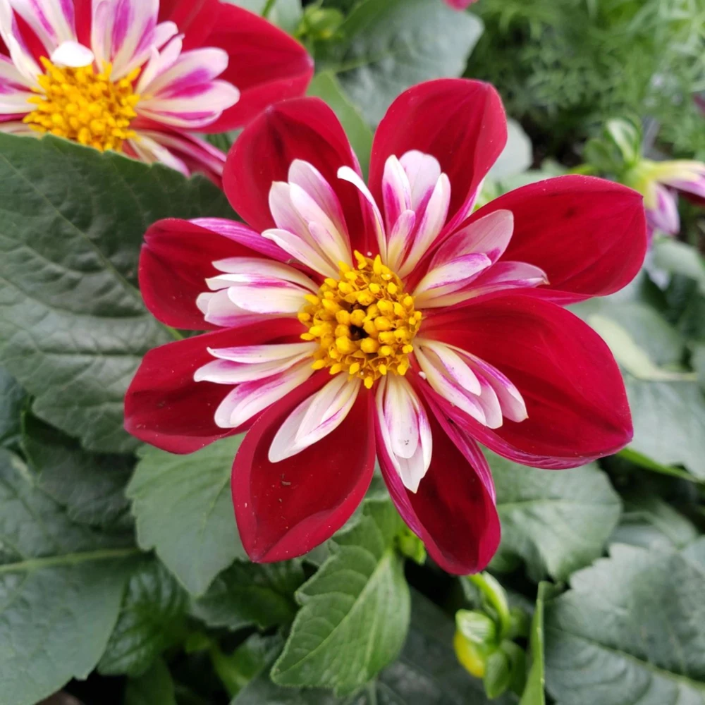 Night Butterfly Dahlia Seeds - 40+ Count - Open Pollinated Heirloom Flower Seeds - Image 12