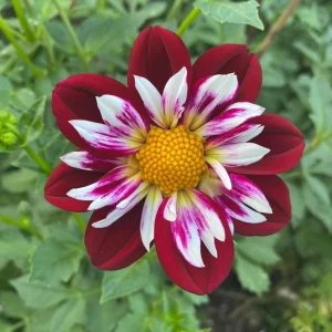Night Butterfly Dahlia Seeds - 40+ Count - Open Pollinated Heirloom Flower Seeds - Image 13