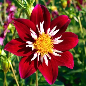 Night Butterfly Dahlia Seeds - 40+ Count - Open Pollinated Heirloom Flower Seeds - Image 14