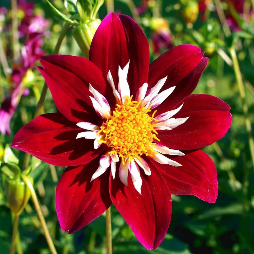 Night Butterfly Dahlia Seeds - 40+ Count - Open Pollinated Heirloom Flower Seeds - Image 14