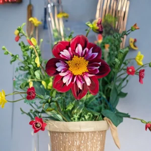 Night Butterfly Dahlia Seeds - 40+ Count - Open Pollinated Heirloom Flower Seeds - Image 15