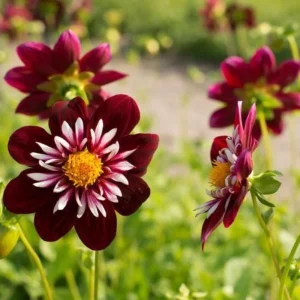Night Butterfly Dahlia Seeds - 40+ Count - Open Pollinated Heirloom Flower Seeds - Image 2