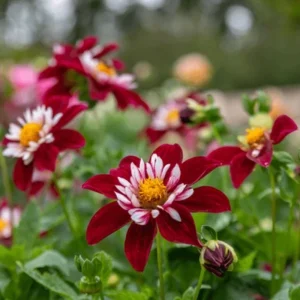 Night Butterfly Dahlia Seeds - 40+ Count - Open Pollinated Heirloom Flower Seeds - Image 3