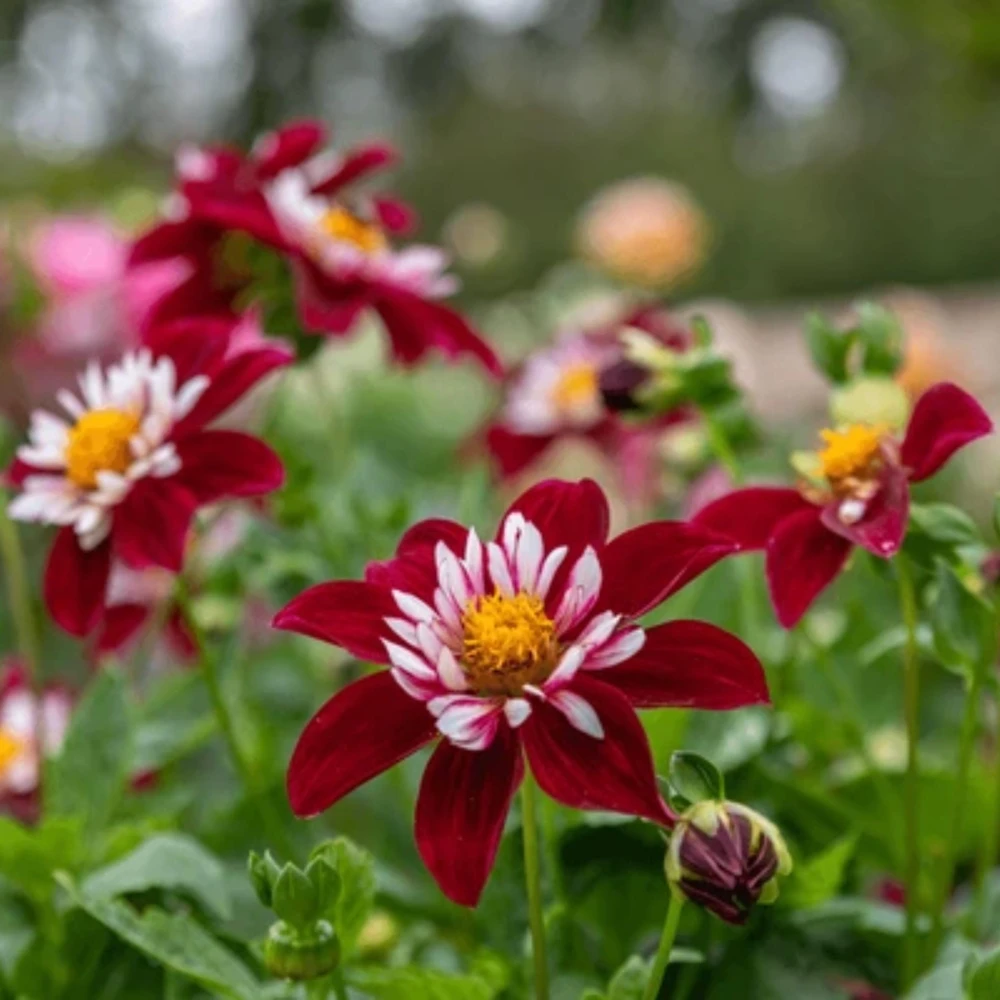 Night Butterfly Dahlia Seeds - 40+ Count - Open Pollinated Heirloom Flower Seeds - Image 3