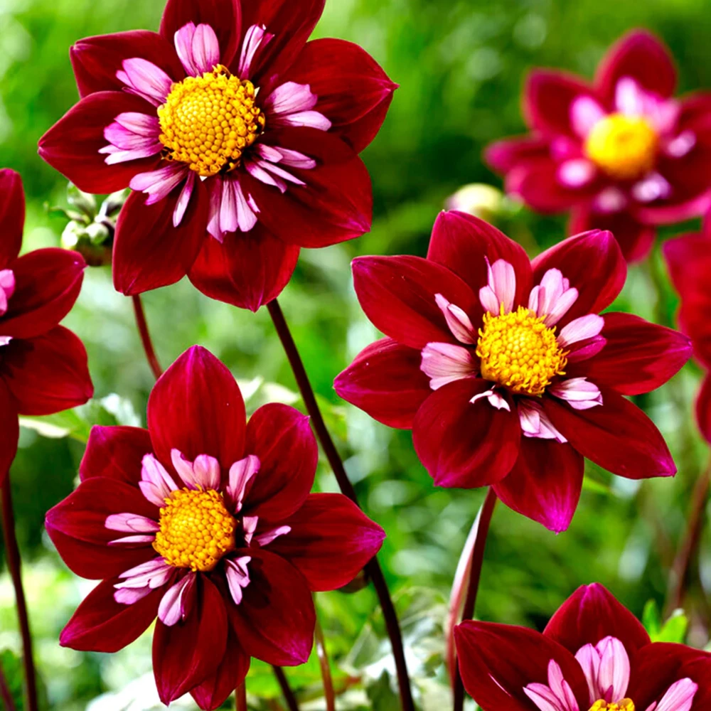 Night Butterfly Dahlia Seeds - 40+ Count - Open Pollinated Heirloom Flower Seeds - Image 4