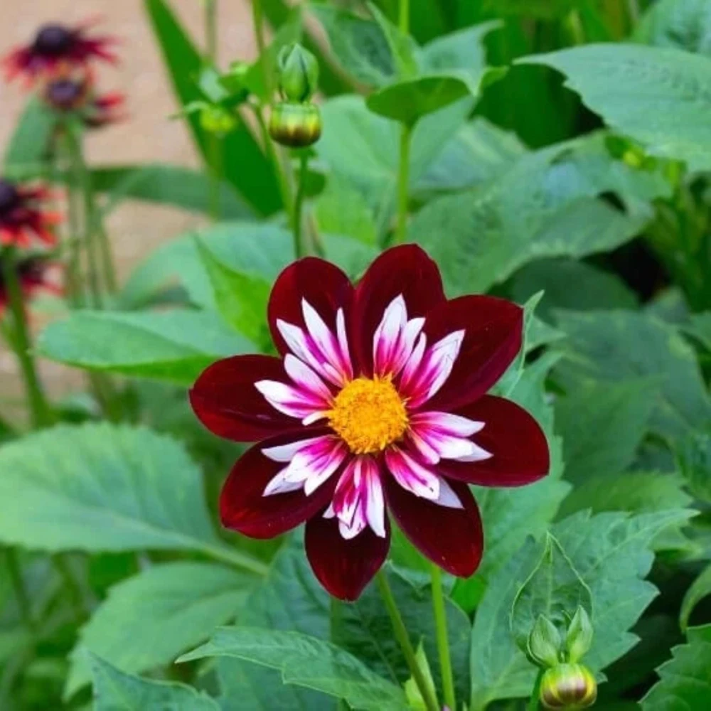 Night Butterfly Dahlia Seeds - 40+ Count - Open Pollinated Heirloom Flower Seeds - Image 5