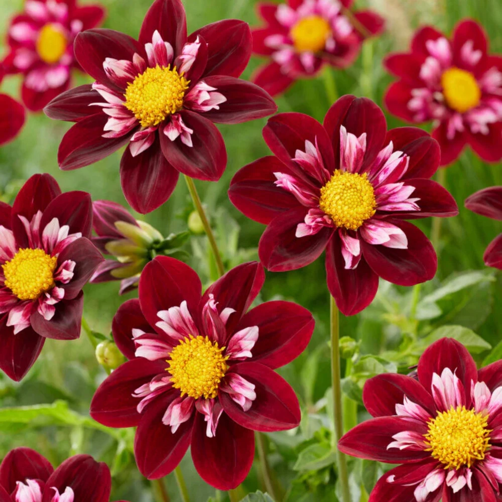 Night Butterfly Dahlia Seeds - 40+ Count - Open Pollinated Heirloom Flower Seeds - Image 6