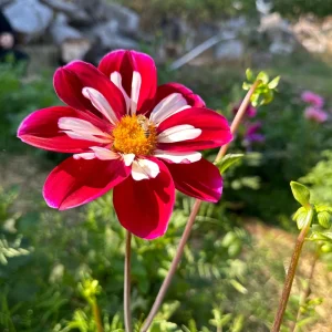 Night Butterfly Dahlia Seeds - 40+ Count - Open Pollinated Heirloom Flower Seeds - Image 7