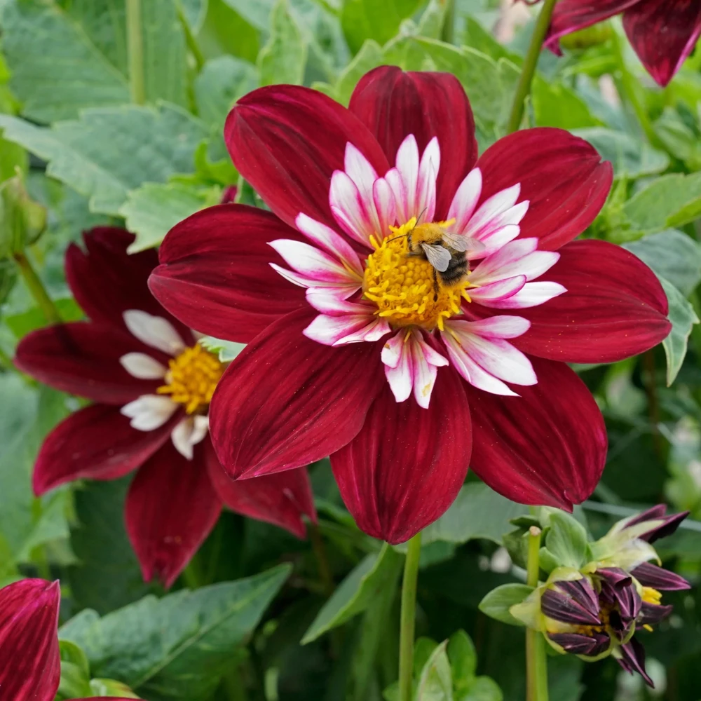 Night Butterfly Dahlia Seeds - 40+ Count - Open Pollinated Heirloom Flower Seeds - Image 8