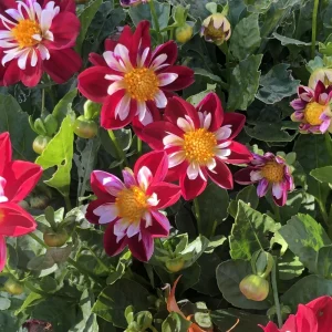 Night Butterfly Dahlia Seeds - 40+ Count - Open Pollinated Heirloom Flower Seeds - Image 9