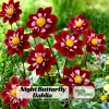 Night Butterfly Dahlia Seeds - 40+ Count - Open Pollinated Heirloom Flower Seeds - Image 1