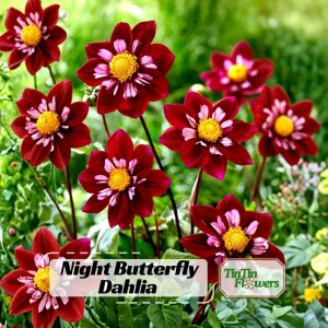 Night Butterfly Dahlia Seeds - 40+ Count - Open Pollinated Heirloom Flower Seeds - Image 1