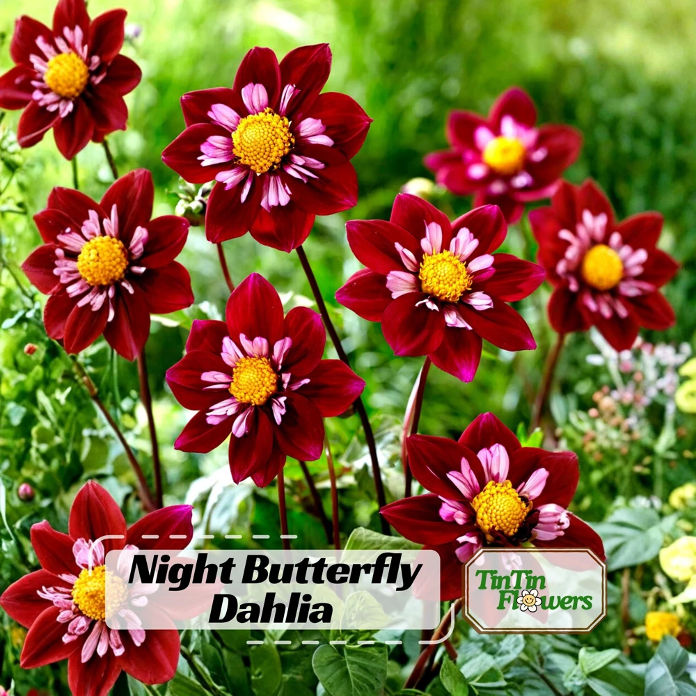 Night Butterfly Dahlia Seeds - 40+ Count - Open Pollinated Heirloom Flower Seeds - Image 1