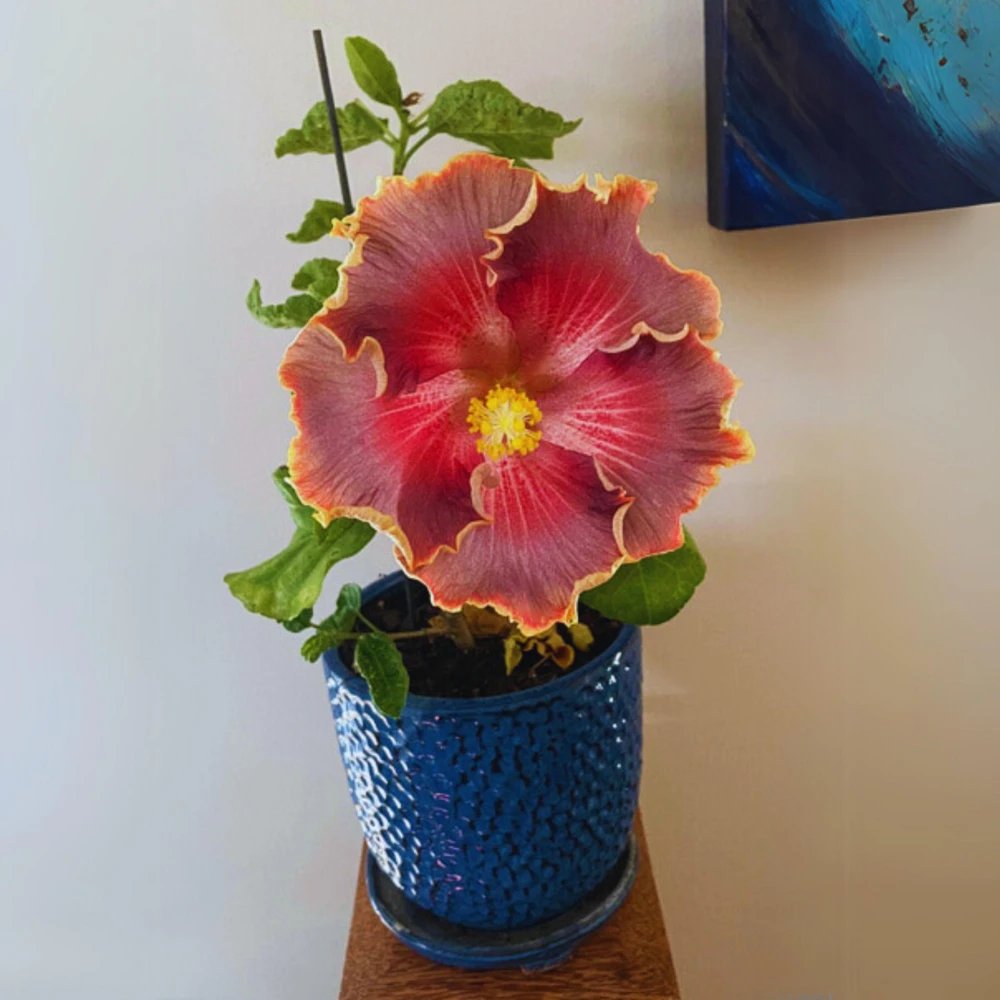 Night Runner Hibiscus Seeds - Hibiscus rosa-sinensis - 30 Seeds - Tropical Flowering - Image 10