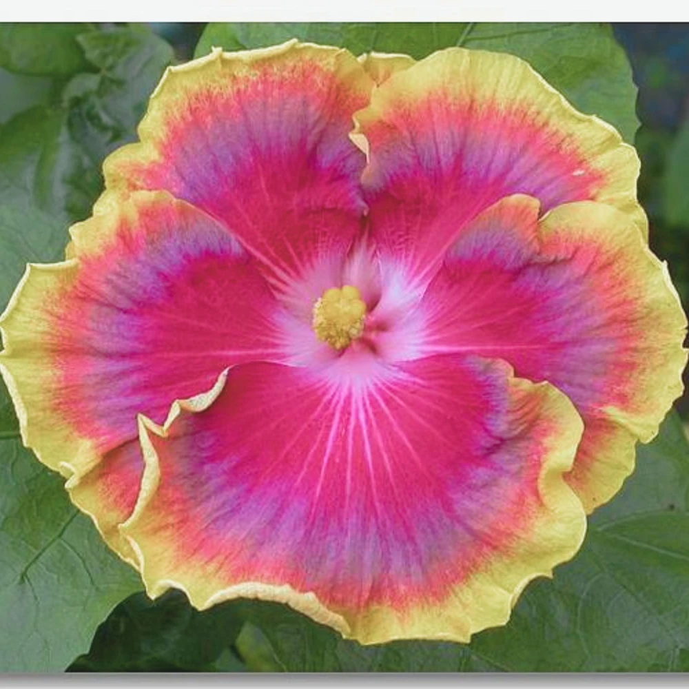 Night Runner Hibiscus Seeds - Hibiscus rosa-sinensis - 30 Seeds - Tropical Flowering - Image 11