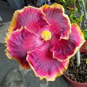 Night Runner Hibiscus Seeds - Hibiscus rosa-sinensis - 30 Seeds - Tropical Flowering - Image 12