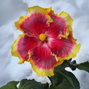 Night Runner Hibiscus Seeds - Hibiscus rosa-sinensis - 30 Seeds - Tropical Flowering - Image 2