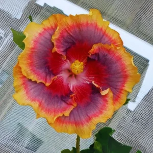 Night Runner Hibiscus Seeds - Hibiscus rosa-sinensis - 30 Seeds - Tropical Flowering - Image 3
