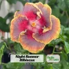 Night Runner Hibiscus Seeds - Hibiscus rosa-sinensis - 30 Seeds - Tropical Flowering - Image 1