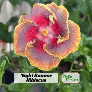 Night Runner Hibiscus Seeds - Hibiscus rosa-sinensis - 30 Seeds - Tropical Flowering - Image 1