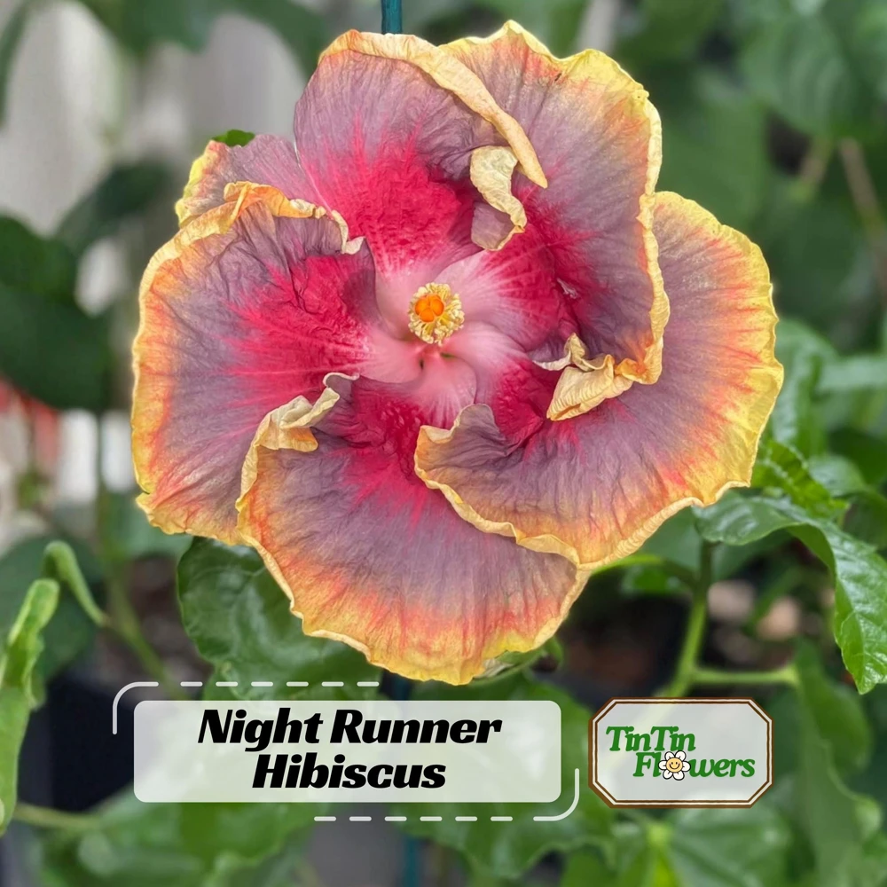 Night Runner Hibiscus Seeds - Hibiscus rosa-sinensis - 30 Seeds - Tropical Flowering - Image 1