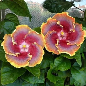 Night Runner Hibiscus Seeds - Hibiscus rosa-sinensis - 30 Seeds - Tropical Flowering - Image 4