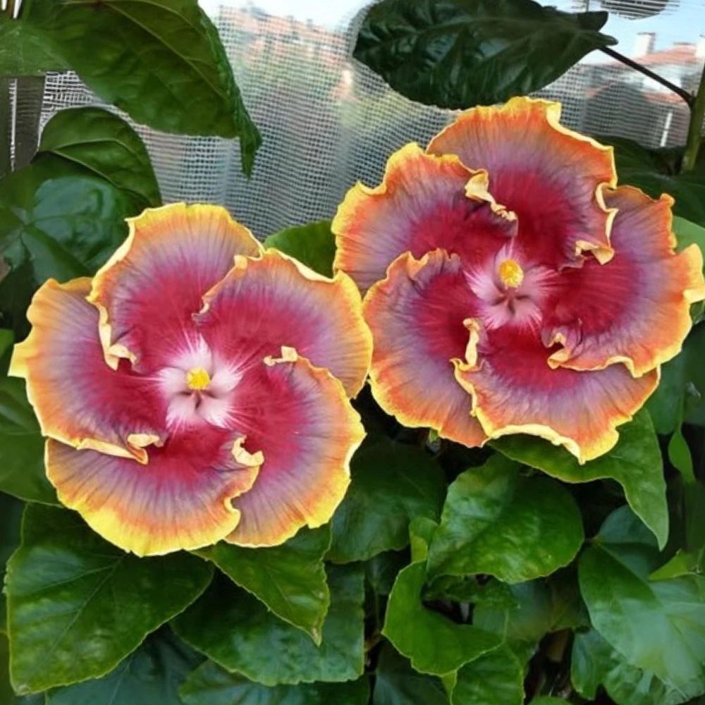 Night Runner Hibiscus Seeds - Hibiscus rosa-sinensis - 30 Seeds - Tropical Flowering - Image 4