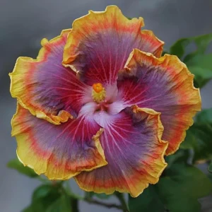 Night Runner Hibiscus Seeds - Hibiscus rosa-sinensis - 30 Seeds - Tropical Flowering - Image 5