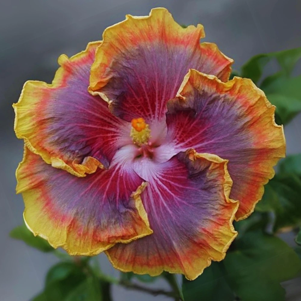 Night Runner Hibiscus Seeds - Hibiscus rosa-sinensis - 30 Seeds - Tropical Flowering - Image 5
