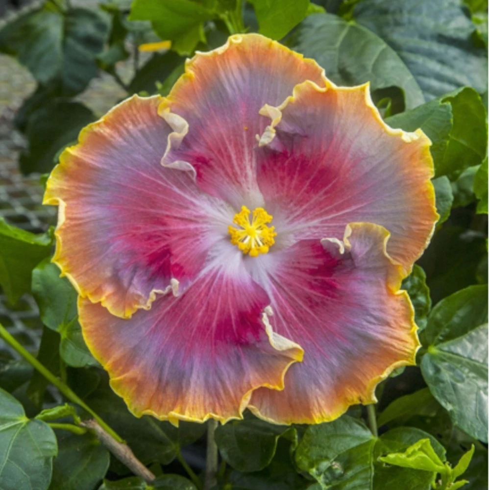 Night Runner Hibiscus Seeds - Hibiscus rosa-sinensis - 30 Seeds - Tropical Flowering - Image 6