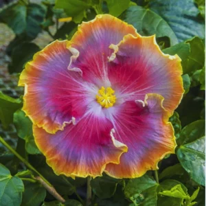 Night Runner Hibiscus Seeds - Hibiscus rosa-sinensis - 30 Seeds - Tropical Flowering - Image 7