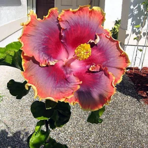 Night Runner Hibiscus Seeds - Hibiscus rosa-sinensis - 30 Seeds - Tropical Flowering - Image 8