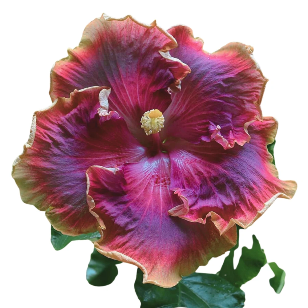 Night Runner Hibiscus Seeds - Hibiscus rosa-sinensis - 30 Seeds - Tropical Flowering - Image 9