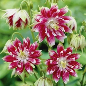 Nora Barlow Columbine Seeds - Cold Resistant Flower Seeds - 25 Seed Pack - Image 10