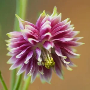 Nora Barlow Columbine Seeds - Cold Resistant Flower Seeds - 25 Seed Pack - Image 11