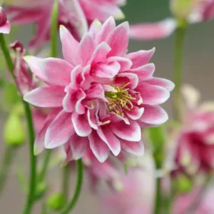 Nora Barlow Columbine Seeds - Cold Resistant Flower Seeds - 25 Seed Pack - Image 12