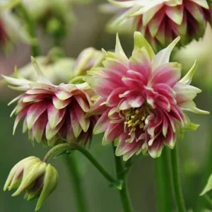 Nora Barlow Columbine Seeds - Cold Resistant Flower Seeds - 25 Seed Pack - Image 13