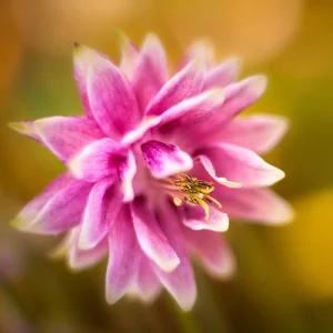 Nora Barlow Columbine Seeds - Cold Resistant Flower Seeds - 25 Seed Pack - Image 15